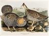 ELLIOT, DANIEL GIRAUD. A Monograph of the Tetraoninae, or Family of the Grouse. 1865